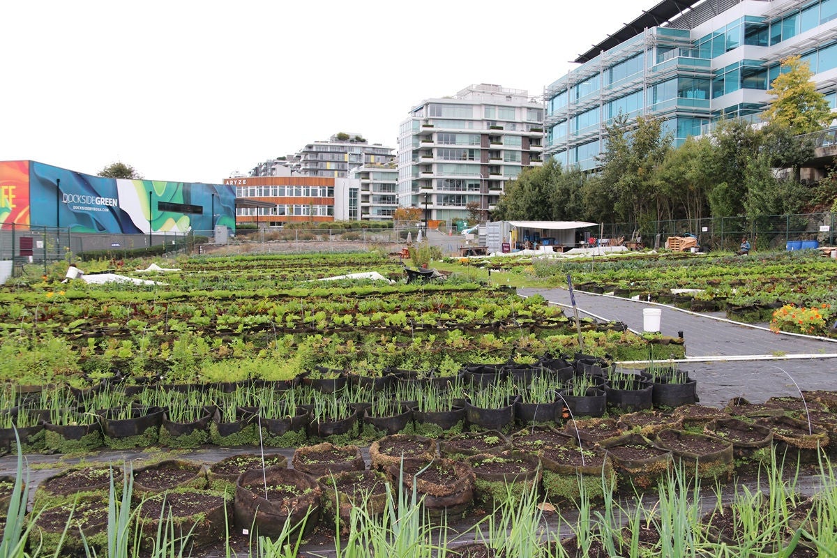 wide shot of a community garden